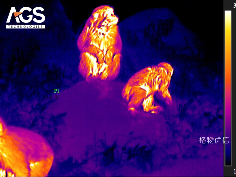 Drone theo dõi động vật hoang dã Drone theo dõi động vật hoang dã