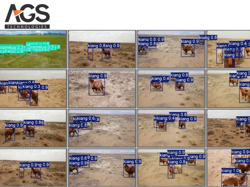 Drone theo dõi động vật hoang dã Drone theo dõi động vật hoang dã