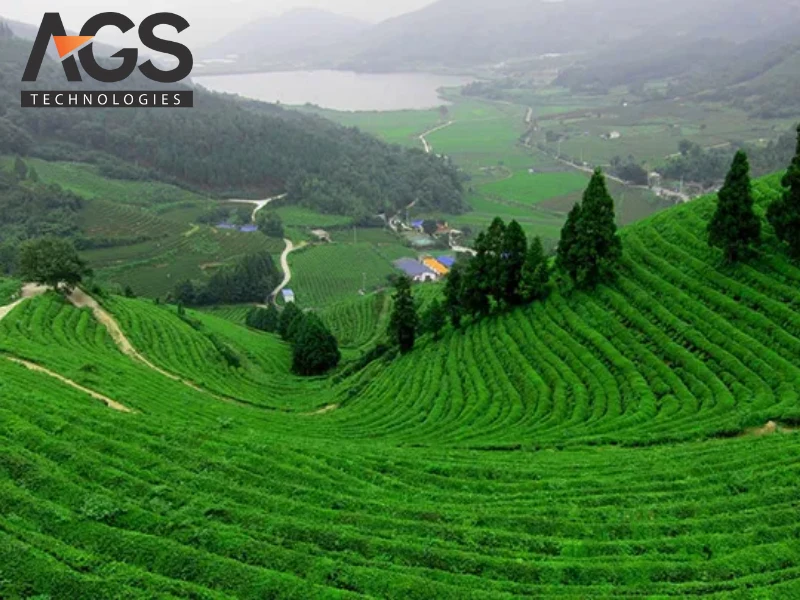 Đồi chè Tân Cương (Tan Cương Tea Hills)